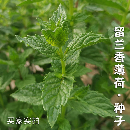 可食用薄荷种子苗夏季驱蚊虫种籽留兰香四季绿薄荷农家阳台盆栽 - 图0