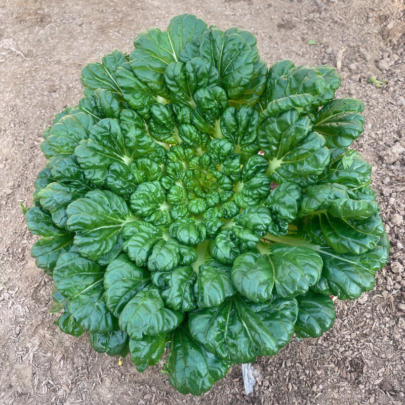 秋冬季蔬菜种子大全菠菜香菜小白菜种籽四季荠菜芹葱韭种孑菜籽种