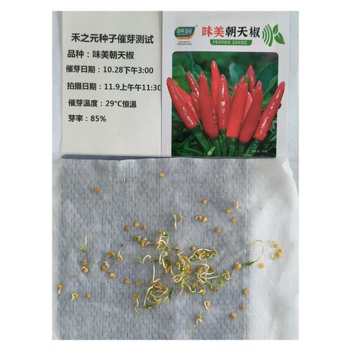 朝天椒种子辣椒籽 小米椒秧苗 朝天椒苗盆栽阳台蔬菜种子春季四季 - 图2