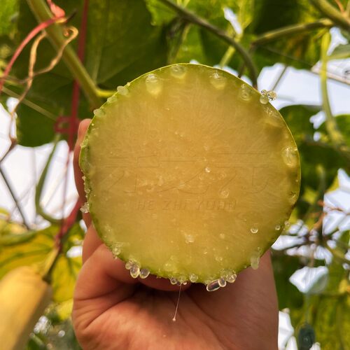 巨型神奇砍瓜种子盆栽种籽特大春播爬藤四季春季秋季庭院蔬菜种孑 - 图0