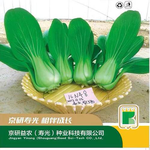 圣龙16N48上海青种子青梗菜一号四季青菜种籽高产耐热耐湿夏秋季 - 图0