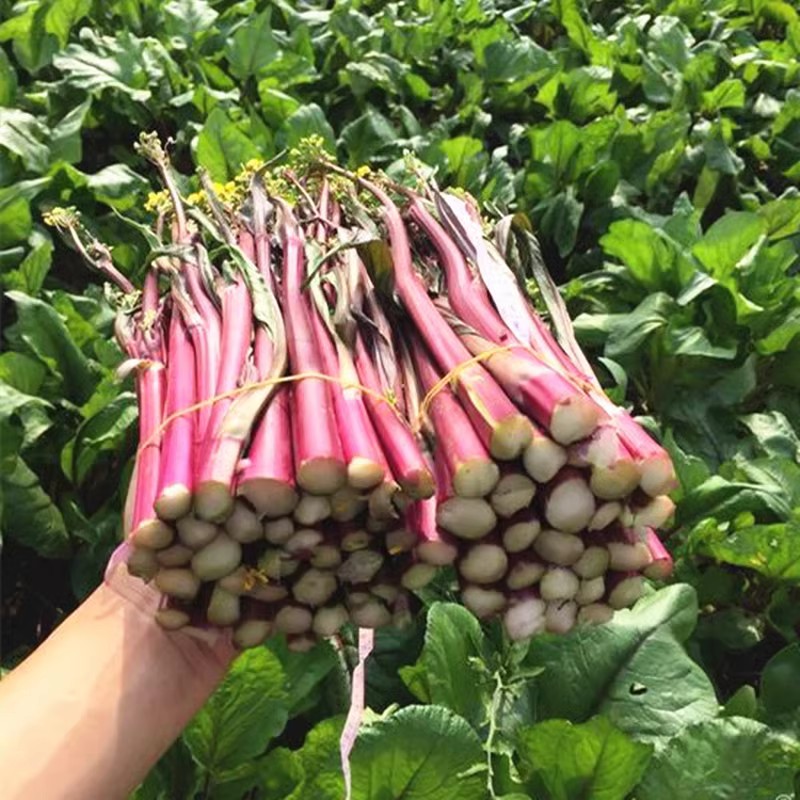 红菜苔种孑蔬菜种子菜心十月红紫菜苔红家庭秋季冬四季阳台种籽心 - 图0