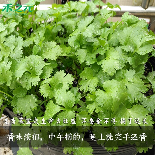 Семена семян Payon Four Seasons старый сорт Daquan