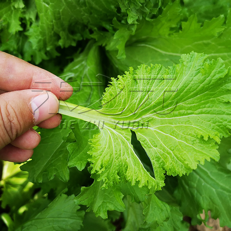 清香碧玉叶芥菜种子小青菜种籽芥菜种孑秋季梅干沙拉农家南方蔬菜-图2