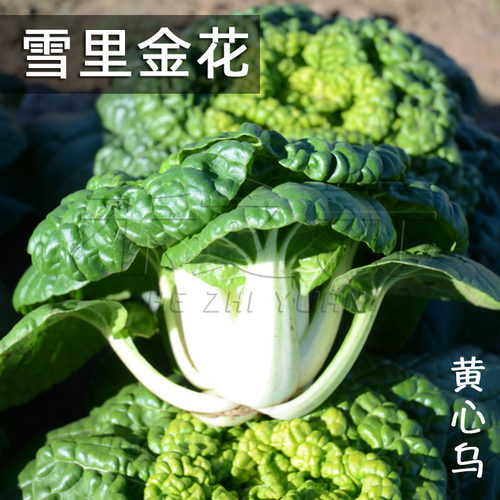 雪里金花种籽黄心乌乌塌菜菜种子心种孑春秋冬菜小白菜冬天菜籽种 - 图0