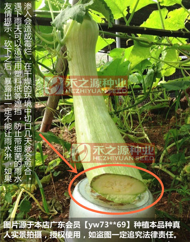 巨型神奇砍瓜种子盆栽种籽特大春播爬藤四季春季秋季庭院蔬菜种孑 - 图1