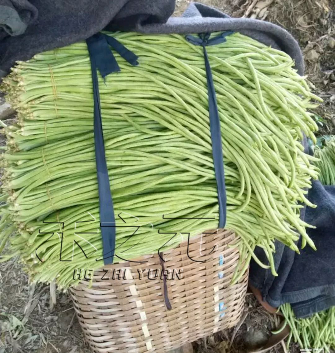 豇豆种子蔬菜种籽长四季豆芸豆春秋季豆角种籽大全孑蔬菜种苗豆种