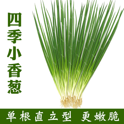 台湾四季小香葱种子种籽小葱分枝多四季可播分葱四季春夏秋季种孑 - 图3