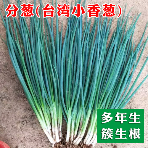 台湾四季小香葱种子种籽小葱分枝多四季可播分葱四季春夏秋季种孑 - 图2