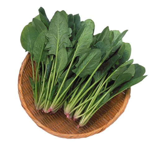 小叶菠菜种子四季波菜种籽大全秋季蔬菜种孑四季菠菜籽种盆栽农家 - 图3