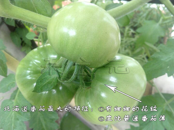 日本桃星西红柿种子番茄春季四季种籽农家盆栽毛粉洋蔬菜孑桃太郎,淘宝优惠券,粉丝福利购,淘宝优惠卷