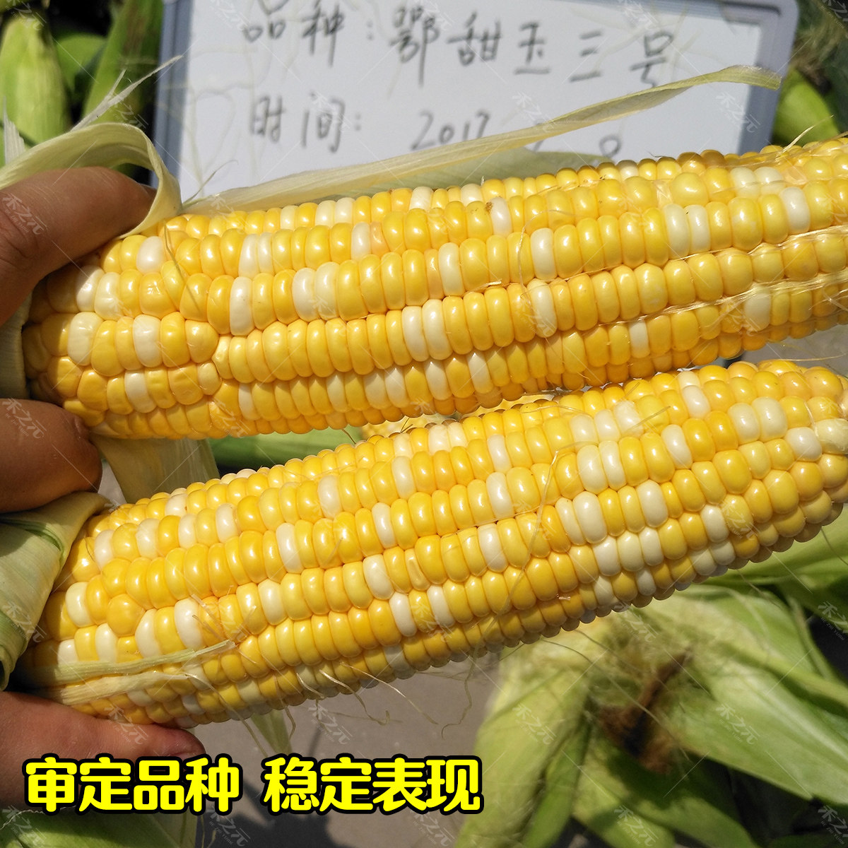 甜玉三号水果玉米种子水果甜超甜种籽四季生吃春季夏蔬菜孑子黏甜,淘宝优惠券,粉丝福利购,淘宝优惠卷