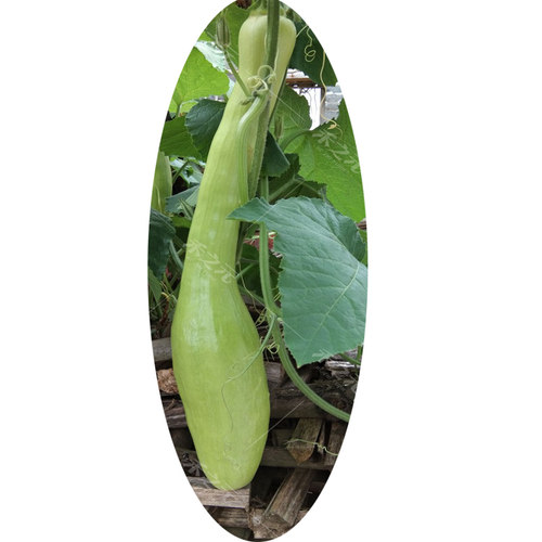 巨型神奇砍瓜种子盆栽种籽特大春播爬藤四季春季秋季庭院蔬菜种孑 - 图3