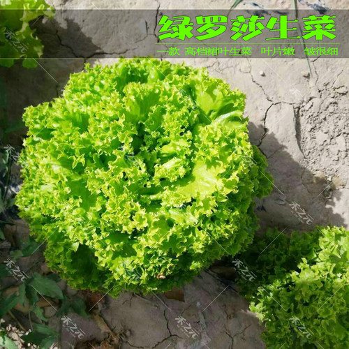 意大利生菜种子大全罗马生菜种孑结球种籽四季阳台盆栽菜籽种蔬菜 - 图1