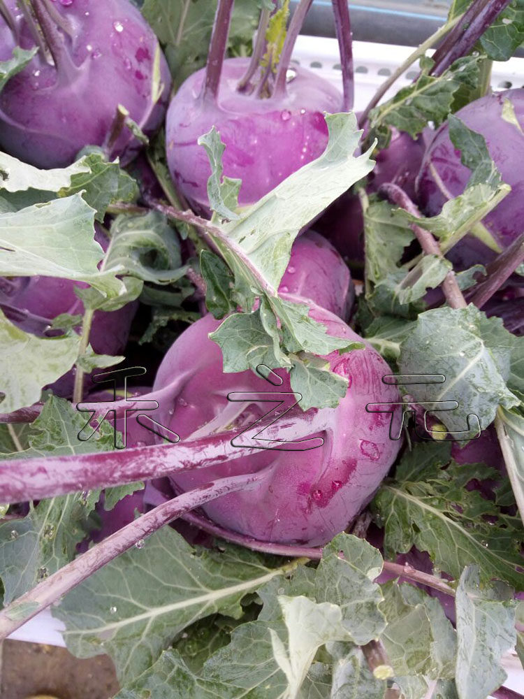 寿光蔬菜种子紫苤兰种籽 荷兰进口水果紫苤蓝种子四季春季秋冬栽,淘宝优惠券,粉丝福利购,淘宝优惠卷