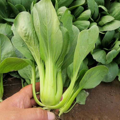 上海青菜籽种子蔬菜种大全鸡毛菜油菜青菜小白菜四季苏州秋冬季种 - 图2
