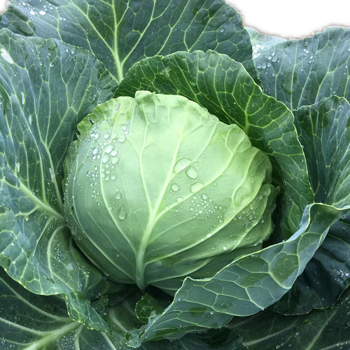 甘蓝种子高温包菜青菜籽高产早熟甘兰籽种籽秋冬季种春季蔬菜种子 - 图2