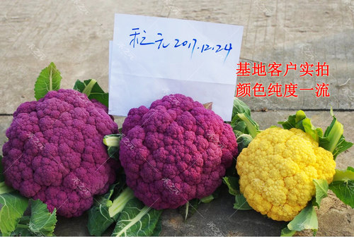 紫花菜种子黄绿紫菜花花椰菜四季菜花水果秋春季籽禾之元种业 - 图0