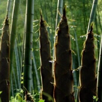 重庆城口野生农家自制干竹笋尖手剥笋百夹竹笋干2斤1单包邮 - 图3