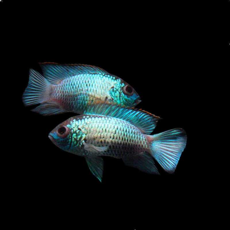 翡翠凤凰鱼湛蓝宝石鱼电光凤凰鱼南美慈鲷鱼热带鲷鱼活体鱼观赏鱼
