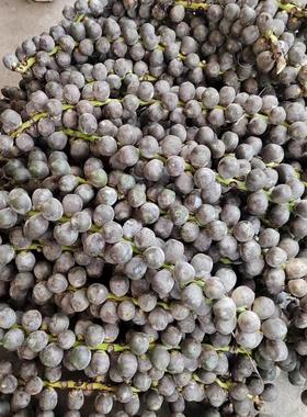 新鲜越南大追风果鸡蛋大小成熟十个一份送红花鸡血藤泡酒外用