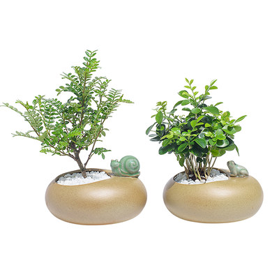 罗汉松新款植物土培盆栽观音莲办公室内净化空气绿植盆景四季常青 虎窝淘