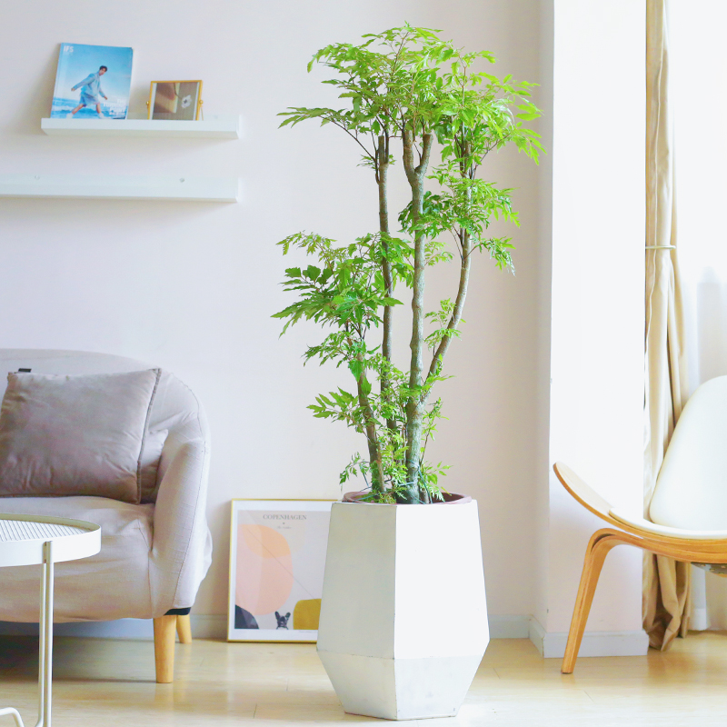 羽叶福禄桐大型盆栽植物四季常青室内办公室客厅细叶绿植净化空气