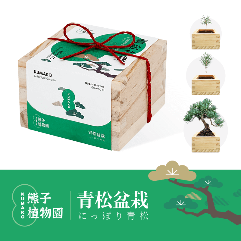 熊子植物园日式放轻松木盒自种组合盆栽青松植树节情绪稳定植物 - 图0