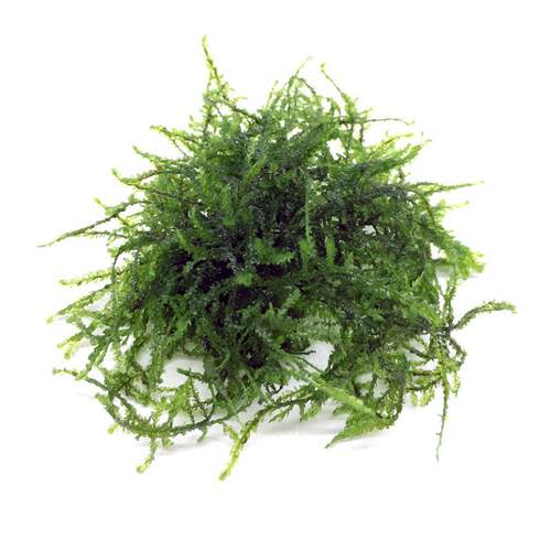 鱼缸装饰造景沉木莫斯养鱼水草散装垂泪慕斯莫丝活赖养莫斯树植物 - 图3