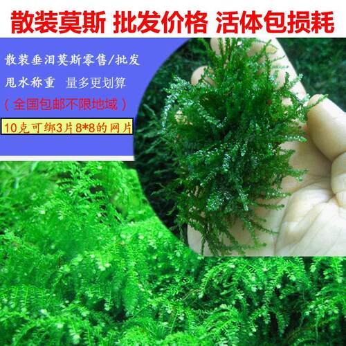 鱼缸装饰造景沉木莫斯养鱼水草散装垂泪慕斯莫丝活赖养莫斯树植物 - 图2