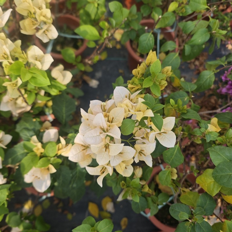 苏瓦娜三角梅盆栽黄色四季开花老桩爆花阳台庭院绿植 耐寒易活,淘宝优惠券,粉丝福利购,淘宝优惠卷