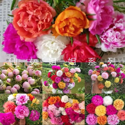 【带根带土】重瓣太阳花苗宿根混色多色植物绿植室内外花卉 - 图3