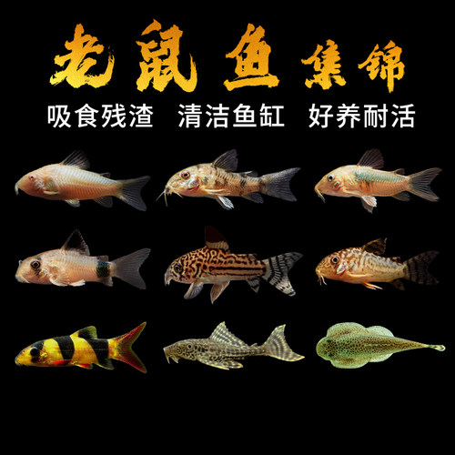 清道夫老鼠鱼黄金胡子白鼠花椒咖啡熊猫珍珠鼠底栖除藻清洁工具鱼 - 图0