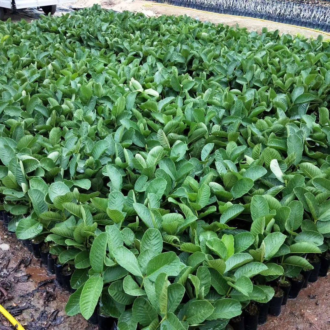 《万春优特》粉红蜜绿钻珍珠红宝石帝王翠玉四季胭脂红珍翠芭乐,淘宝优惠券,粉丝福利购,淘宝优惠卷