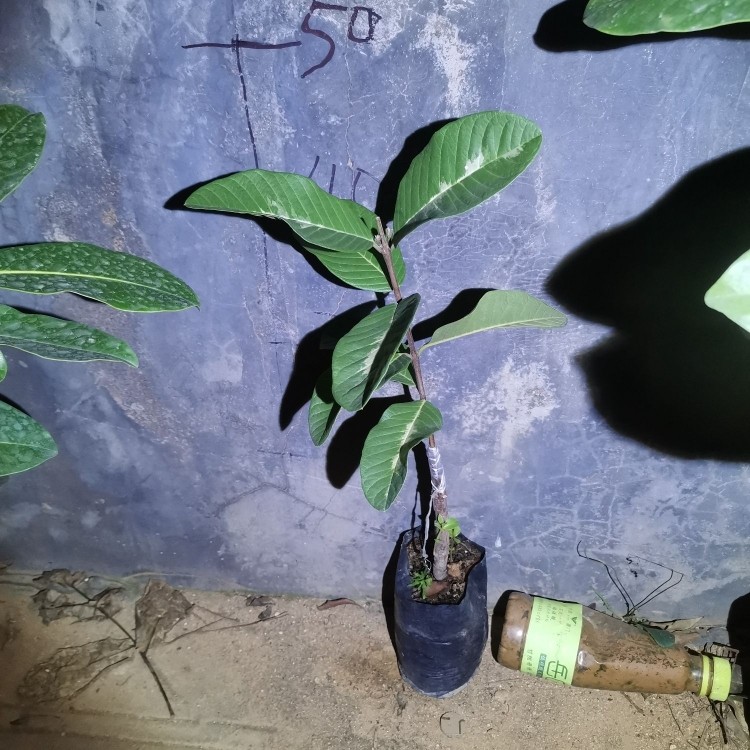 《万春优特》粉红蜜绿钻珍珠红宝石帝王翠玉四季胭脂红珍翠芭乐,淘宝优惠券,粉丝福利购,淘宝优惠卷