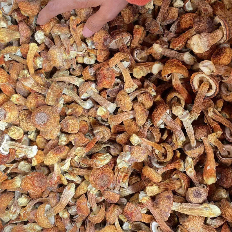 姬松茸干货精选云南新货无碎姬松茸巴西菇松茸菇250克500克包邮,淘宝优惠券,粉丝福利购,淘宝优惠卷