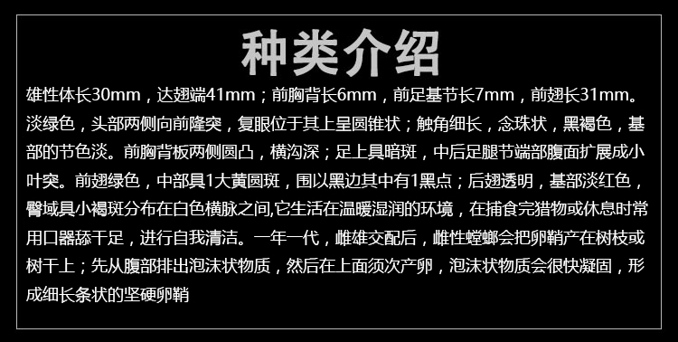 包邮现货眼斑螳螂活体好饲养儿童生日宠物礼物螳宠物螳螂昆虫爬虫 - 图2