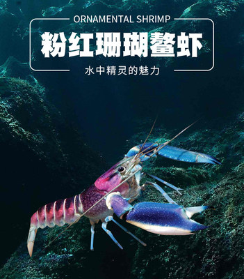 巨型水族大虾观赏鳌虾宠物活体虾蓝白淡水小龙虾苗人工天空蓝魔虾 - 图2