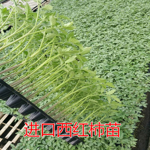 西红柿苗 嫁接黄瓜苗茄子苗  辣椒苗 苦瓜苗 各种蔬菜苗高产品种 - 图0