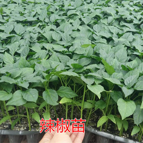 西红柿苗 嫁接黄瓜苗茄子苗  辣椒苗 苦瓜苗 各种蔬菜苗高产品种 - 图1