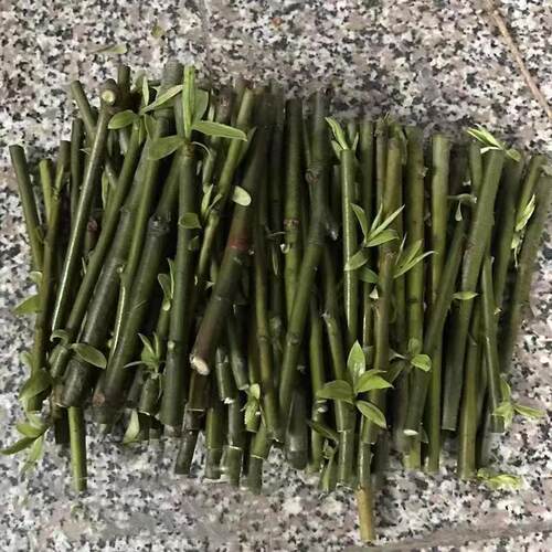 新鲜杨柳树枝柳树枝条柳树芽柳树条树叶乔迁搬新家插门插花盆饰品 - 图0