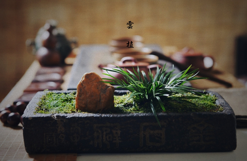 金钱菖蒲粗陶花盆紫砂多肉苔藓盆景陶瓷古典中国风禅意花盆仿汉砖 - 图2