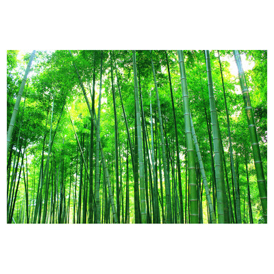 绿色竹子风景画贴纸壁纸自粘墙贴竹林客厅壁画3d立体墙贴画 虎窝淘