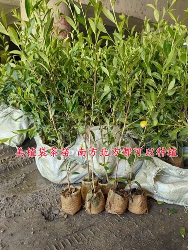 盆栽大红袍茶叶树苗 庭院绿化红茶树 当年采摘乌龙茶树包邮 - 图2