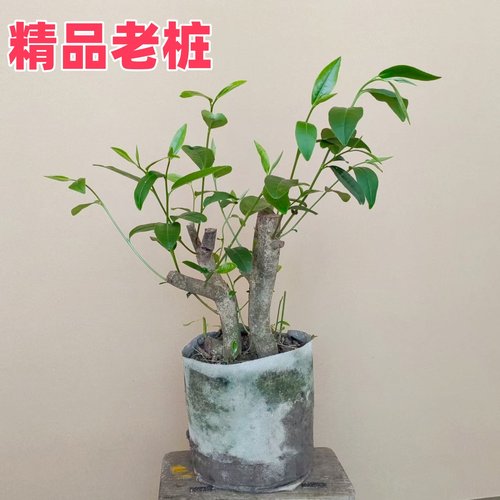 盆栽大红袍茶叶树苗 庭院绿化红茶树 当年采摘乌龙茶树包邮 - 图0