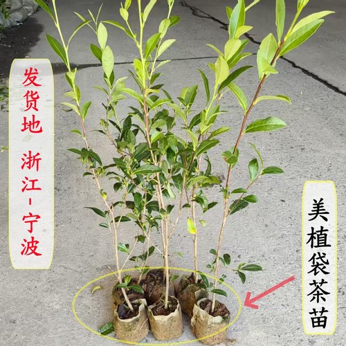盆栽大红袍茶叶树苗 庭院绿化红茶树 当年采摘乌龙茶树包邮 - 图1