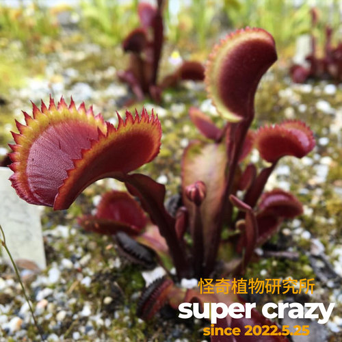 D.‘red piranha’红色食人鱼捕蝇草食虫植物红色系列大夹子品种 - 图1