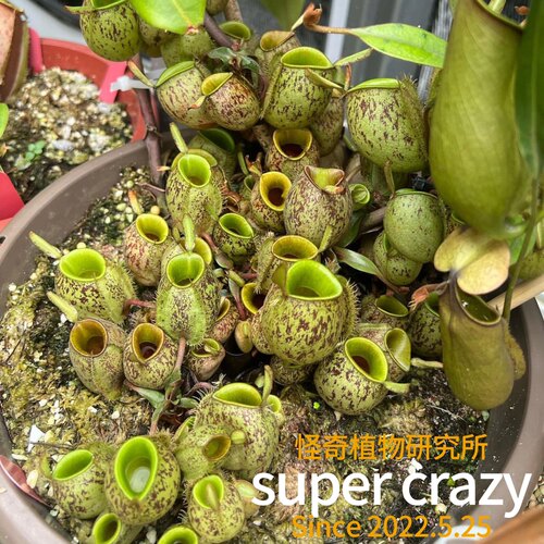 N.ampullaria苹果猪笼草食虫植物雨林生态缸微景观造景植物 - 图3