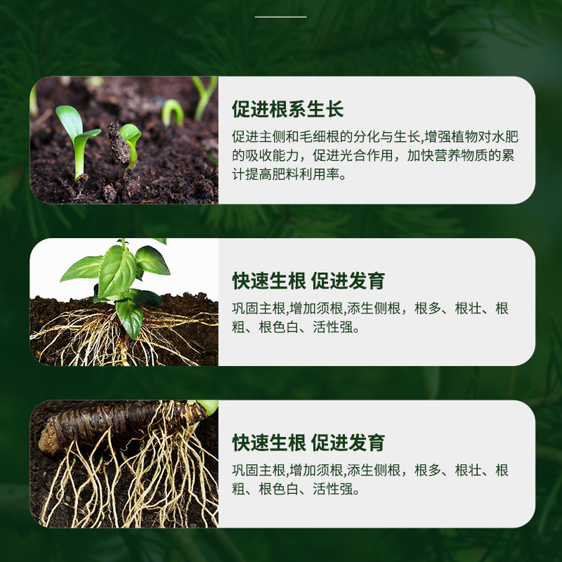 快速生根液植物通用粉剂扦插生根水强力营养液多肉生根剂土壤种植 - 图2