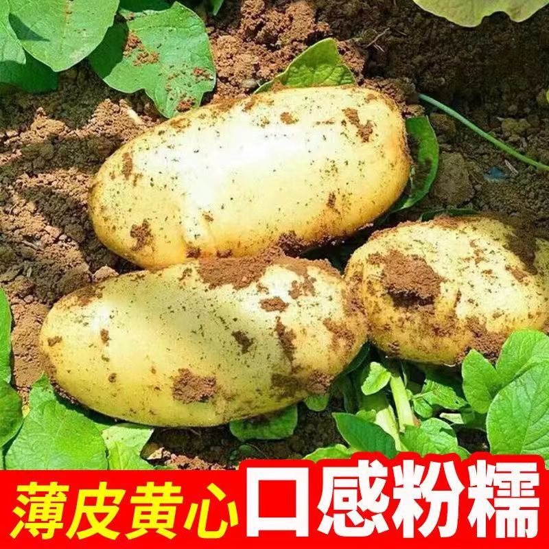 现挖土豆新鲜5斤当季2023蔬菜洋芋黄皮黄心大土豆马铃薯10斤包邮 - 图0